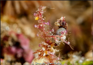 Pontohi seahorse by Giroudon Jean-Pierre 